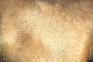 golden palomino cover of horse . texture background. close up