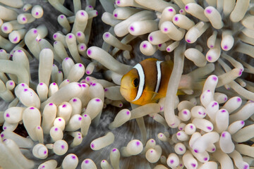 Clark's Anemonefish, Amphiprion clarkii, hiding in host sea anemone, Entacmaea quadricolor, Yap...