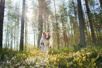 joyful dog waving its paws. Happy border collie in nature, at sunrise in the forest - obrazy, fototapety, plakaty