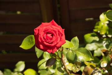 Czerwona róża w rozkwicie. - obrazy, fototapety, plakaty