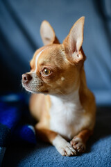 Fototapeta na wymiar Portrait of chihuahua dog on blue background 
