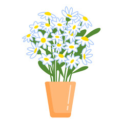 Bouquet of chamomile  in the pot. Vector isolated colorful illustration in flat style.