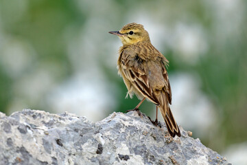 Tawny pipit // Brachpieper (Anthus campestris) - Pindos, Greece // Griechenland