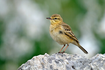 Brachpieper // Tawny pipit (Anthus campestris) - Pindos, Griechenland // Greece