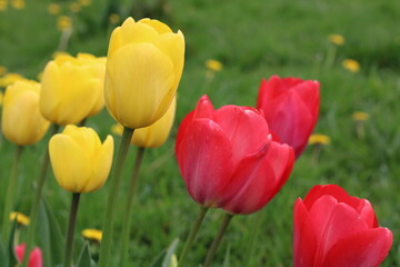 red and yellow tulips