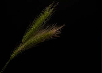 ears of wheat