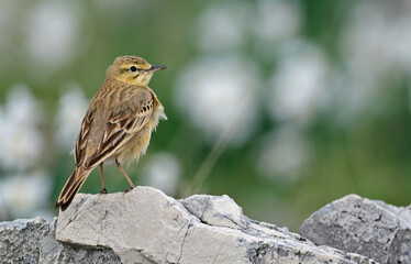 Brachpieper // Tawny pipit (Anthus campestris) - Pindos, Griechenland // Greece