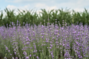 Lavender field. Field of corn. horizontal field.