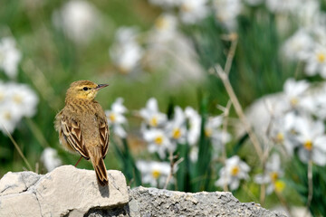 Brachpieper // Tawny pipit (Anthus campestris) - Pindos, Griechenland // Greece