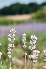 White lavandin against a beautiful landscape. Field of lavender.