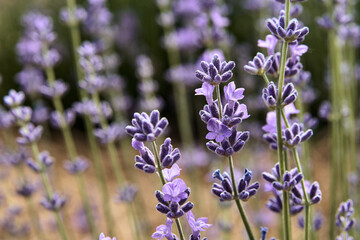 Close-up of a lavender flower in a lavender field with blur.