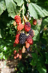 Brombeeren, Früchte in verschiedenen Stadien der Reifung