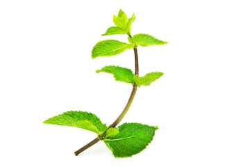 Mint or mentha branch with leaves isolated on white background.