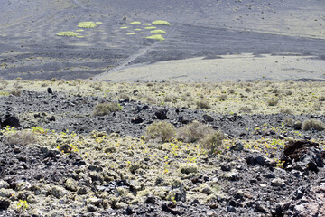 View of La Geria vineyard on black volcanic ground .Scenic landscape Lanzarote. Canary Islands. Spain