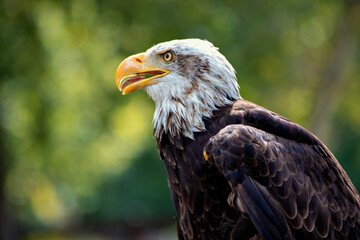 Majestic bald eagle American eagle adult