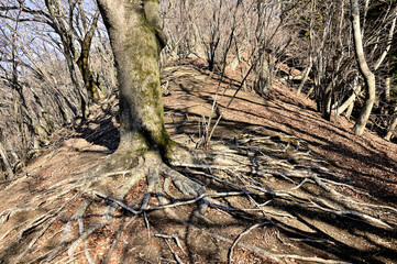 丹沢の相州アルプス　華厳山の森
