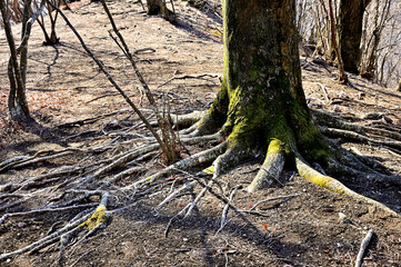 丹沢の相州アルプス　華厳山の森
