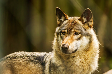 Naklejka na ściany i meble Eurasian wolf (Canis lupus lupus) Portrait, his jaw is deformed