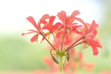 Mały drobny czerwony kwiat na rozmytym tle - obrazy, fototapety, plakaty
