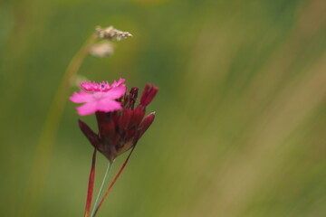 Jaskrawy różowy kwiat w makro zbliżeniu na zielonym tle