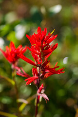 Indian Paintbrush flower in bright sunlight, against a soft blurry background.