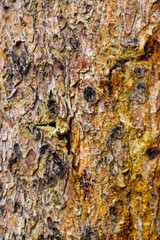Bark on a tree with sap covering and running in the crevices.