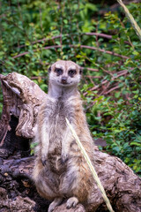 shot of a Meerkat looking at camera. species of mammal belonging to the mongoose family. Its habitat is the Kalahari Desert of southern Africa