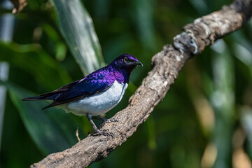 Violet-backed Starling (Cinnyricinclus leucogaster) on a Tree Branch
