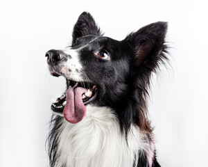border collie