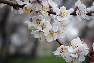 Blooming apricot tree. Beautiful white flowers. Beautiful spring photo apricot