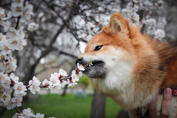 Japanese fluffy dog ​​shiba inu sniffing apricot white flowers