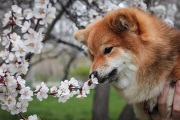 Japanese fluffy dog ​​shiba inu sniffing apricot white flowers