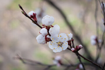 Blooming apricot tree. Beautiful white flowers. Beautiful spring photo apricot