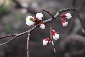 Blooming apricot tree. Beautiful white flowers. Beautiful spring photo apricot