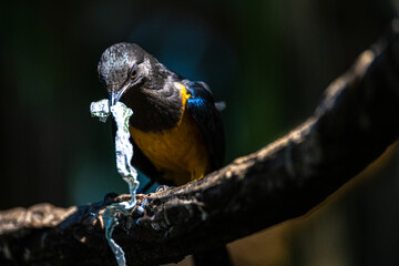 Golden-breasted Starling (Cosmopsarus regius) Searching for Nesting Material