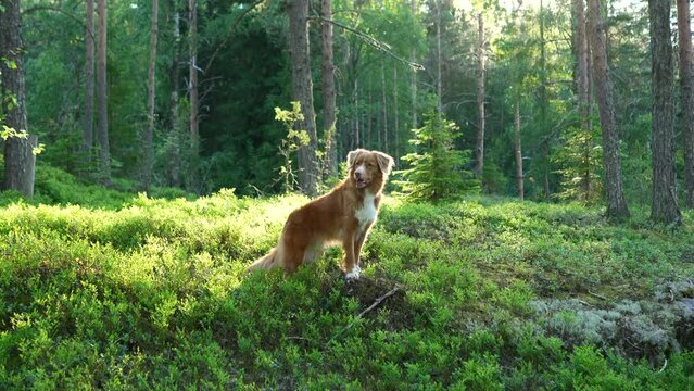 red dog in the summer forest. Nova Scotia duck retriever in nature. funny Beautiful toller 