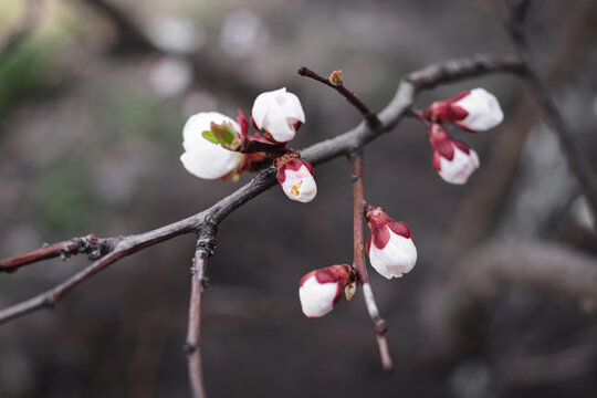 Blooming apricot tree. Beautiful white flowers. Beautiful spring photo apricot