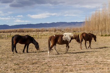 Fototapeta na wymiar Horses grazing in corral with mountains in the background