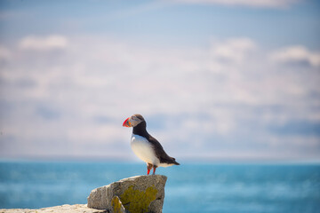 Puffin bird on a rock ledge on the ocean . USA. Maine

