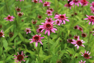 Obraz premium Echinacea purpurea. Flower plant commonly known as coneflower.