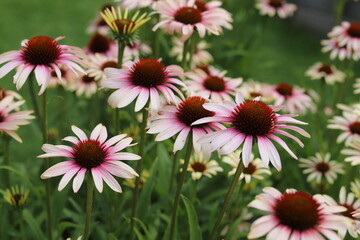 Echinacea purpurea. Flower plant commonly known as coneflower.