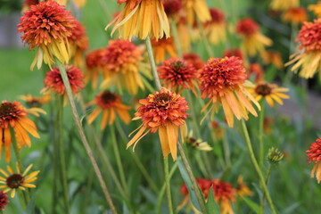 Echinacea purpurea. Flower plant commonly known as coneflower.
