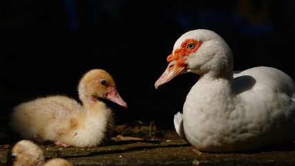 White Muscovy duck in the morning sun. Black background. Focus selected