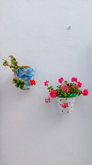 Flores de Gitanillas en patio Andaluz