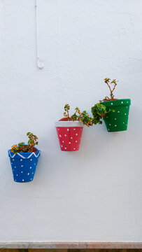 Flores en Patio Andaluz