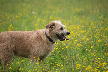 yellow dog in a field with its body on its side