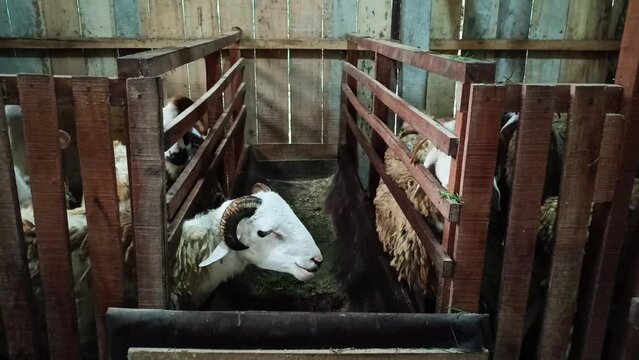Goat or sheep are four-legged ruminants with thick hair that are kept for agriculture for their hair, meat and milk.