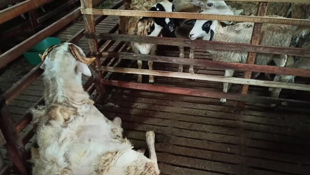 Goat or sheep are four-legged ruminants with thick hair that are kept for agriculture for their hair, meat and milk.