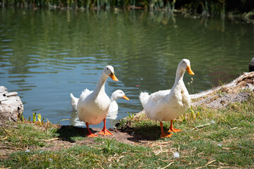 PATOS BLANCOS, PICO NARANJA, SALIENDO DEL AGUA. DIA SOLEADO. FOTOGRAFIA HORIZONTAL. COLOR.