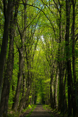 Beautiful road in the forest. Beautiful landscape. Background.